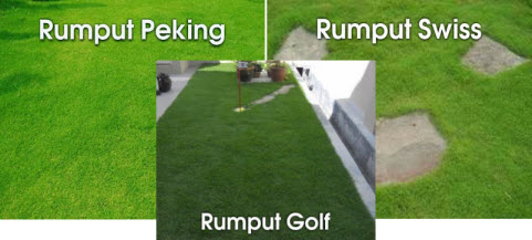 Jenis Rumput yang Jarang Diketahui