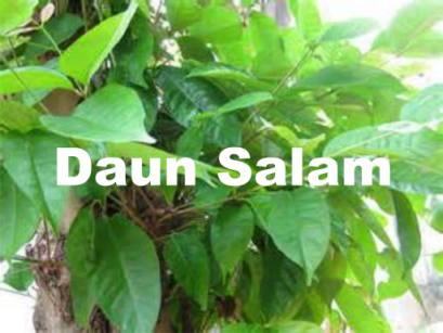 Daun Salam