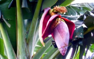 jantung pisang