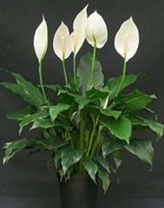 Peace Lily