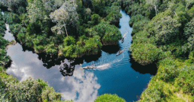 Restorasi Ekosistem Riau (RER), Ini 4 Pendekatan yang Diterapkan Royal Golden Eagle